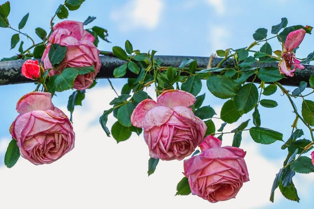 Hanging roses