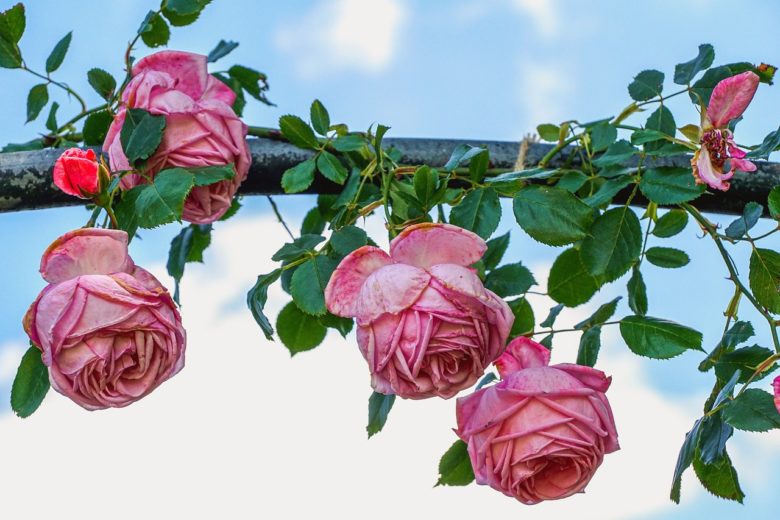 Hanging Roses Upside Down Spiritual Meaning