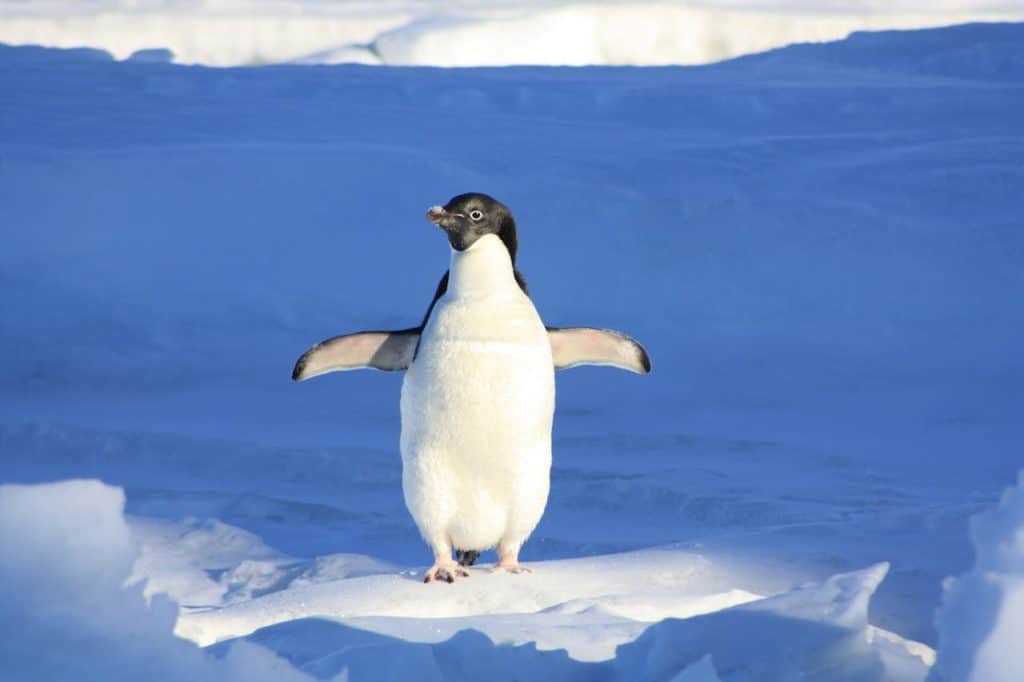 how fast a penguin can run