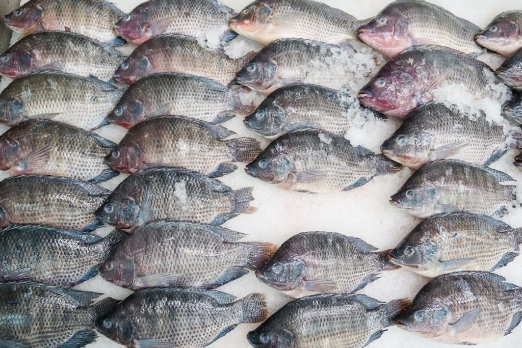why you should never eat tilapia