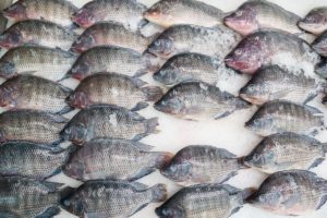 Why You Should Never Eat Tilapia: 4 Most Important Reasons